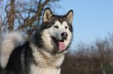 ALASKAN MALAMUTE 835